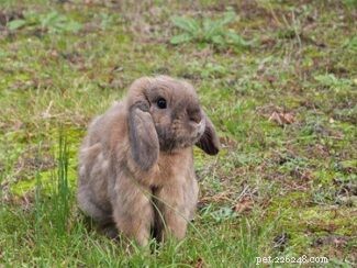 Exploring Rabbit Personalities: How Breeds Influence Behavior