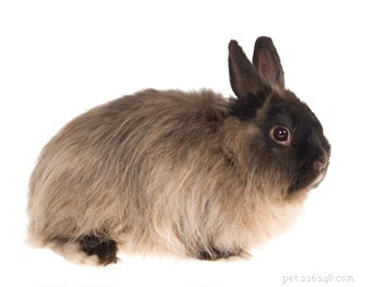 Exploring Rabbit Personalities: How Breeds Influence Behavior