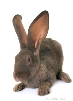 Exploring Rabbit Personalities: How Breeds Influence Behavior