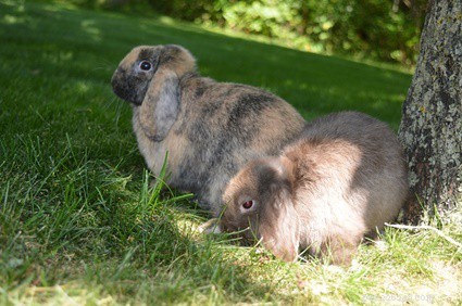Microchipping Your Rabbit: Safe, Easy, and Essential for Quick Recovery
