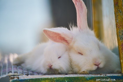 Boost Rabbit Milk Production: Proven Tips for Healthy Kits