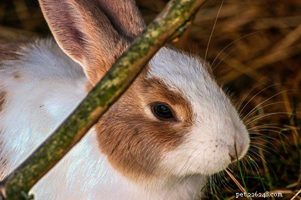 Boost Rabbit Milk Production: Proven Tips for Healthy Kits
