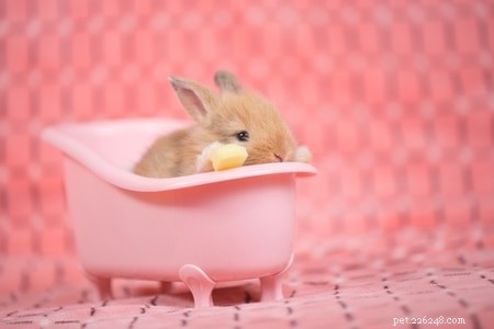 Should You Bathe Your Rabbit? Expert Tips for Safe Cleaning