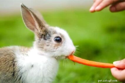 Expert Guide: Caring for Baby Bunnies Safely & Tenderly