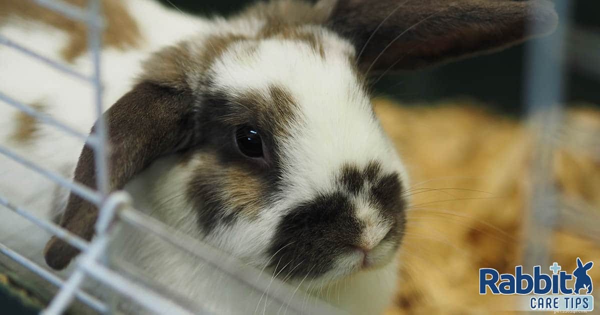 Essential Guide to Preparing for Your First Indoor Rabbit