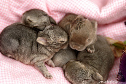 How to Safely Assist Newborn Rabbits with Their First Poop