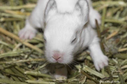 How to Safely Assist Newborn Rabbits with Their First Poop