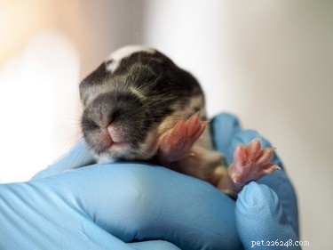 How to Care for Wild Baby Rabbits: A Guide to Keeping Them Safe and Healthy