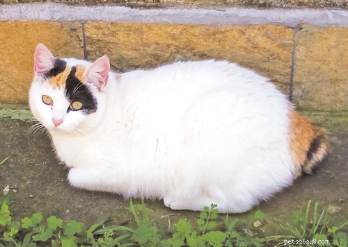 Japanese Bobtail: History, Traits & Why It Brings Good Fortune