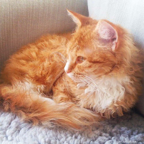 LaPerm Cats: From Farm Beginnings to Curly Coat Legends