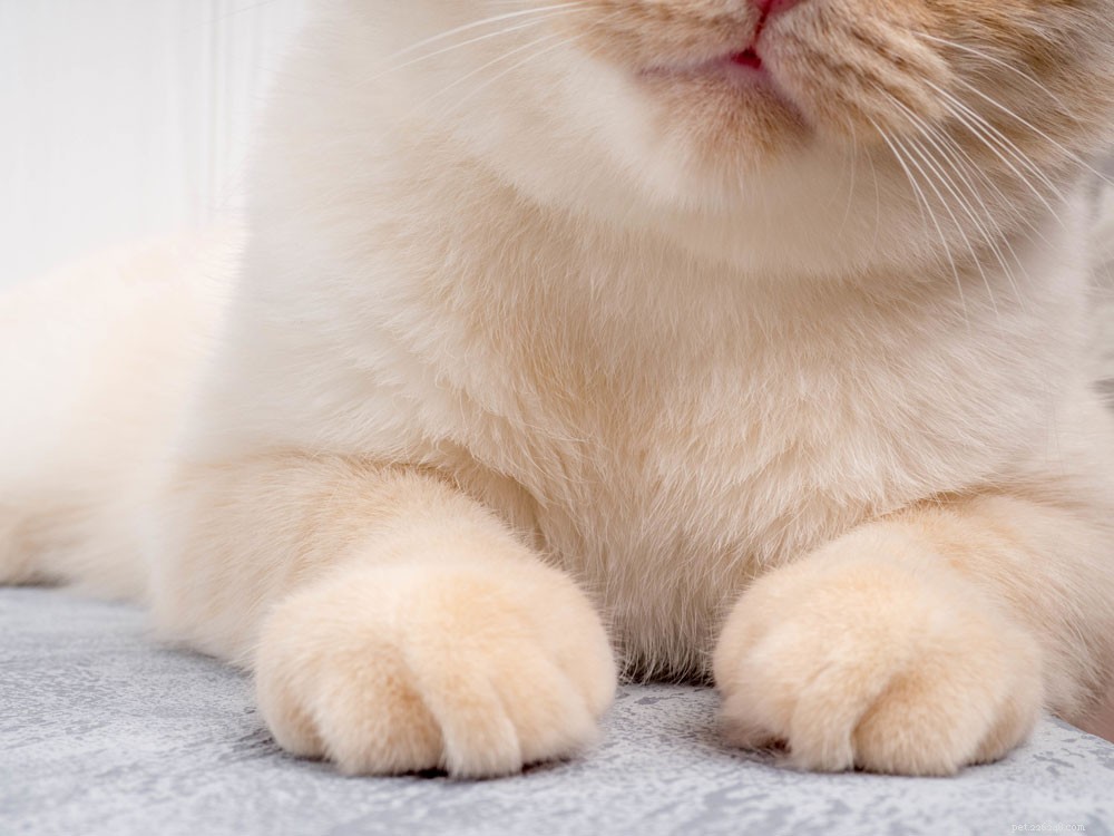 Understanding Cat Clawing: Why It Happens and How to Manage It
