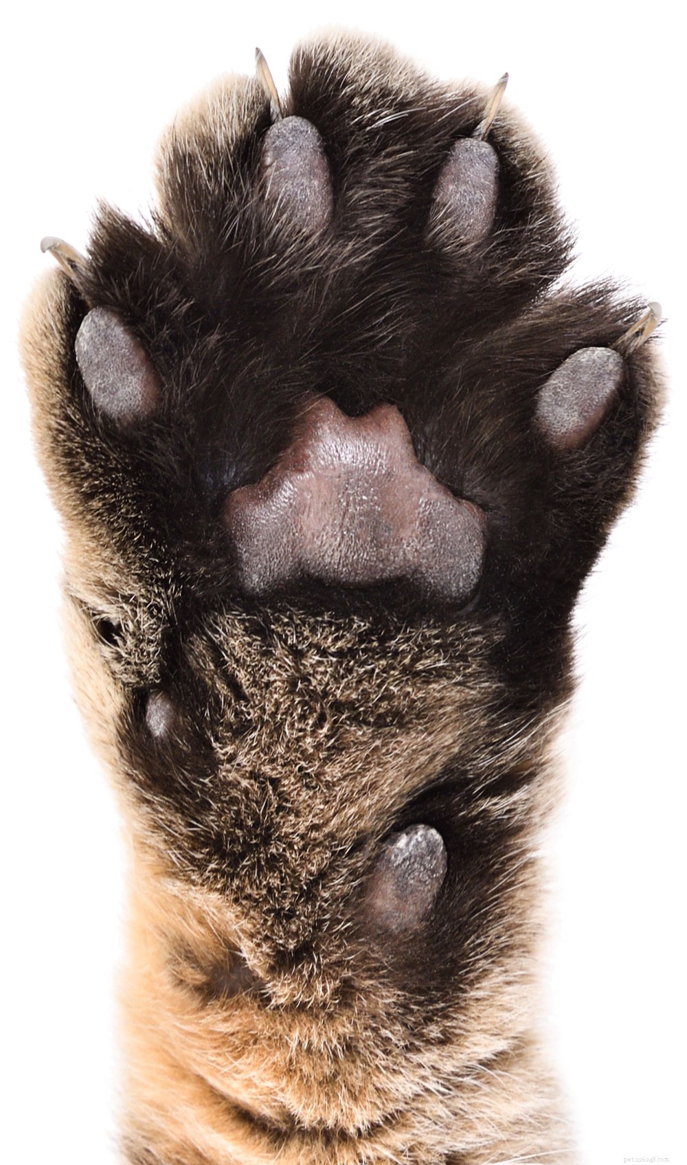 Understanding Cat Clawing: Why It Happens and How to Manage It