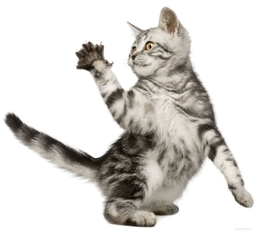 Understanding Cat Clawing: Why It Happens and How to Manage It
