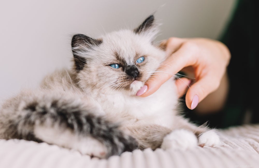 Expert Guide to Socializing Your Kitten: Tips for a Confident, Well-Behaved Cat