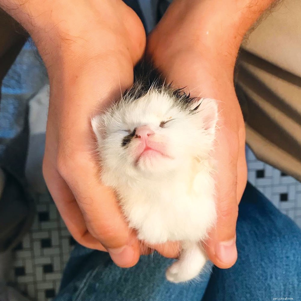 Expert Guide to Socializing Your Kitten: Tips for a Confident, Well-Behaved Cat