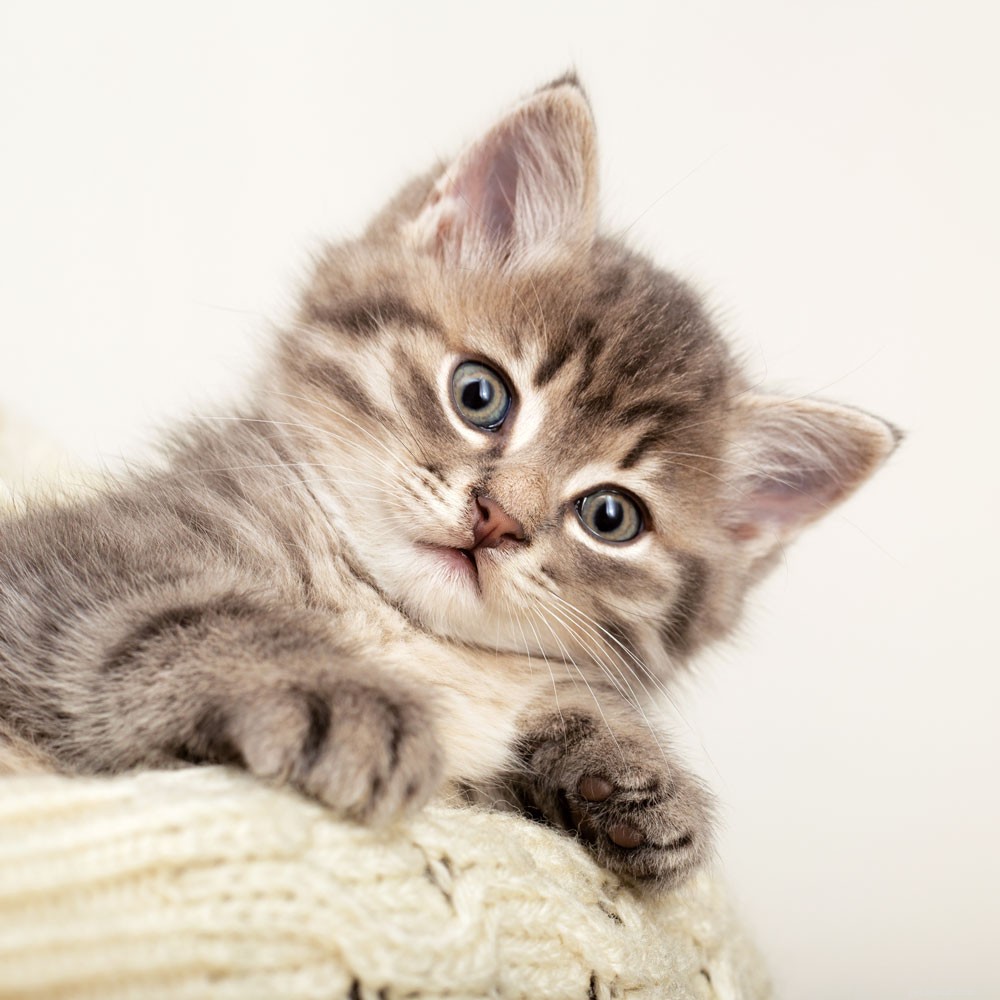 Expert Guide to Socializing Your Kitten: Tips for a Confident, Well-Behaved Cat