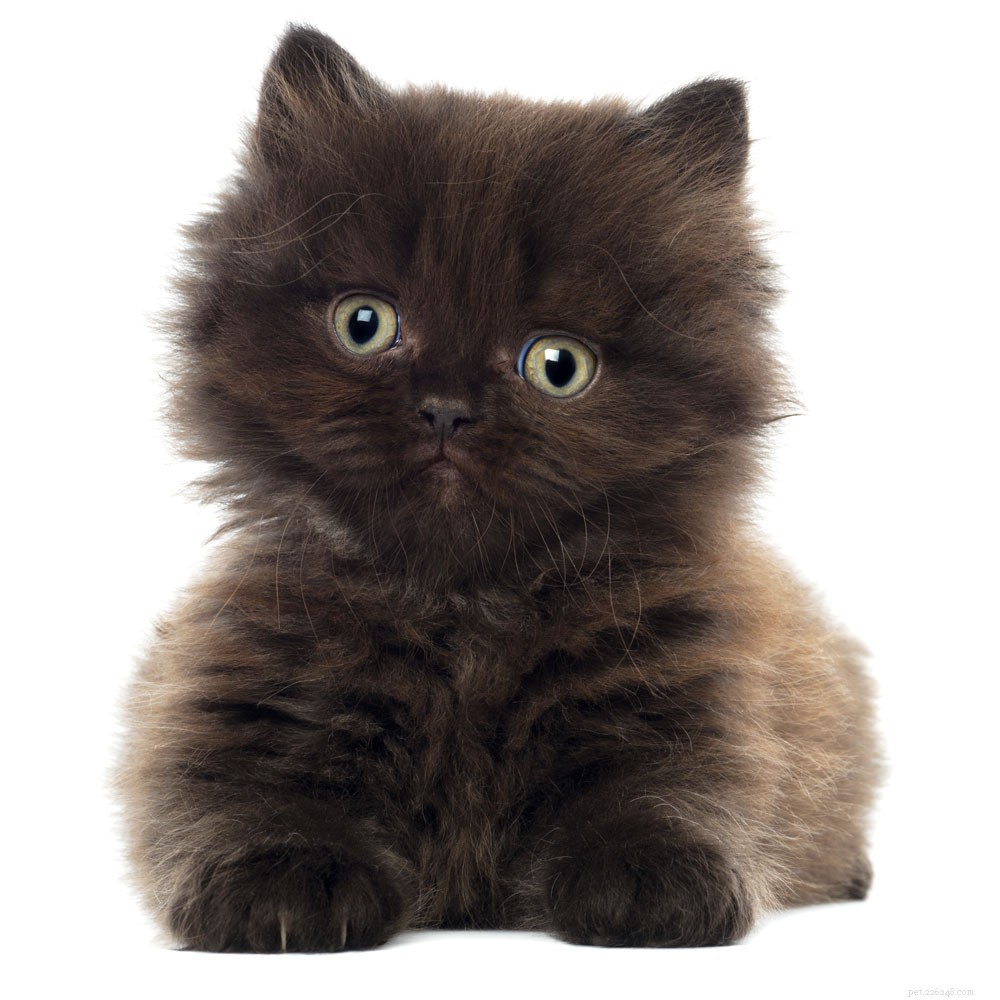Expert Guide to Socializing Your Kitten: Tips for a Confident, Well-Behaved Cat