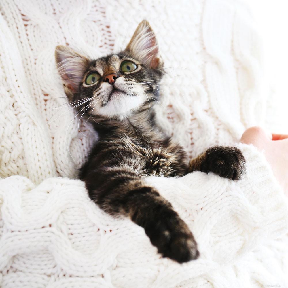 Expert Guide to Socializing Your Kitten: Tips for a Confident, Well-Behaved Cat