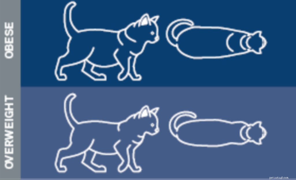 How to Tell If Your Cat Is Overweight & What to Do