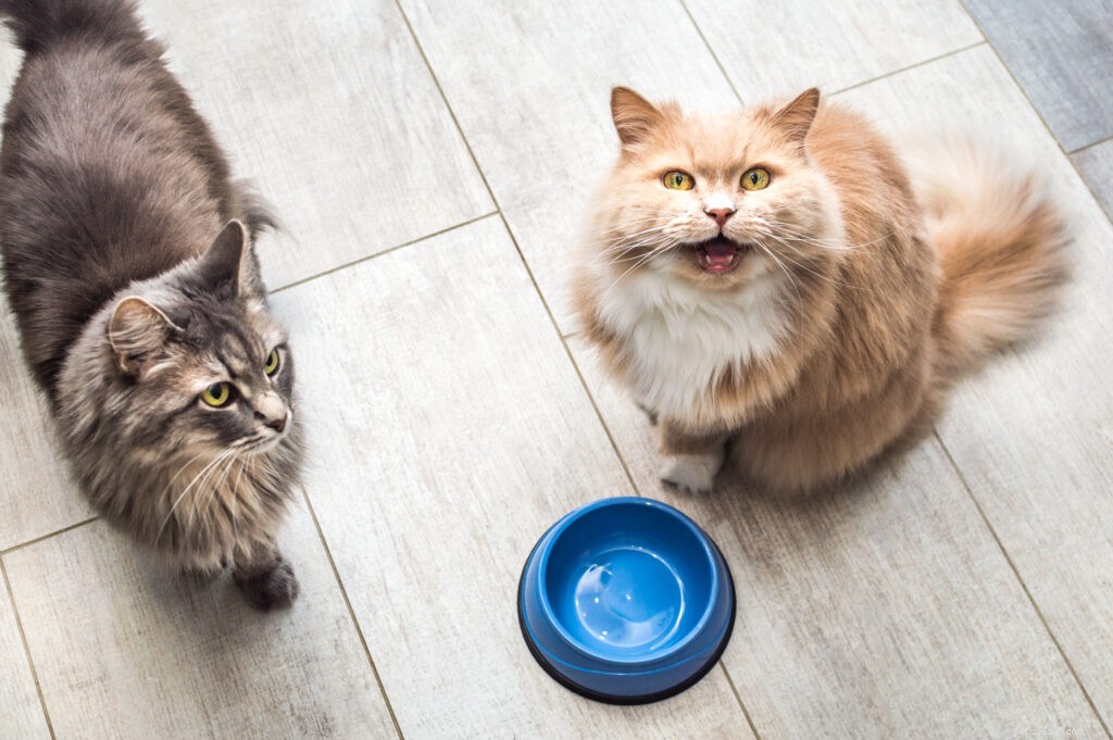 The Hidden Risks of Sharing: Managing Multi-Cat Households for Stress-Free Cats