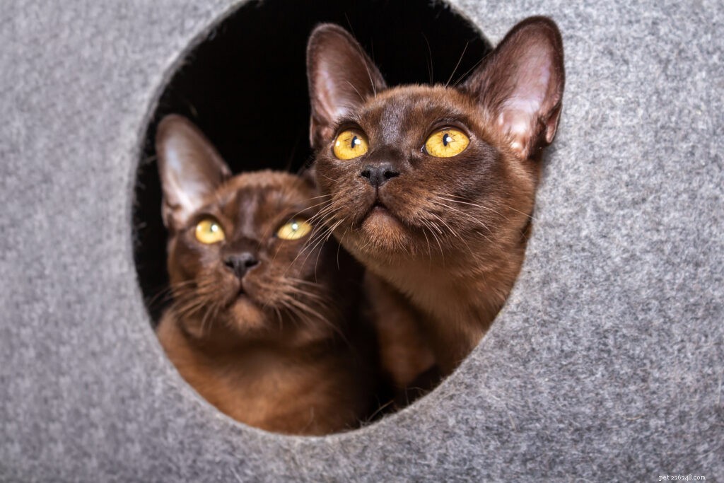 The Hidden Risks of Sharing: Managing Multi-Cat Households for Stress-Free Cats