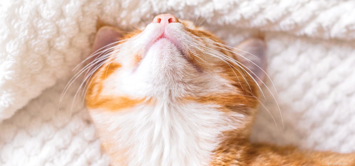 How CBD Can Help Your Cat s Health and Well-Being