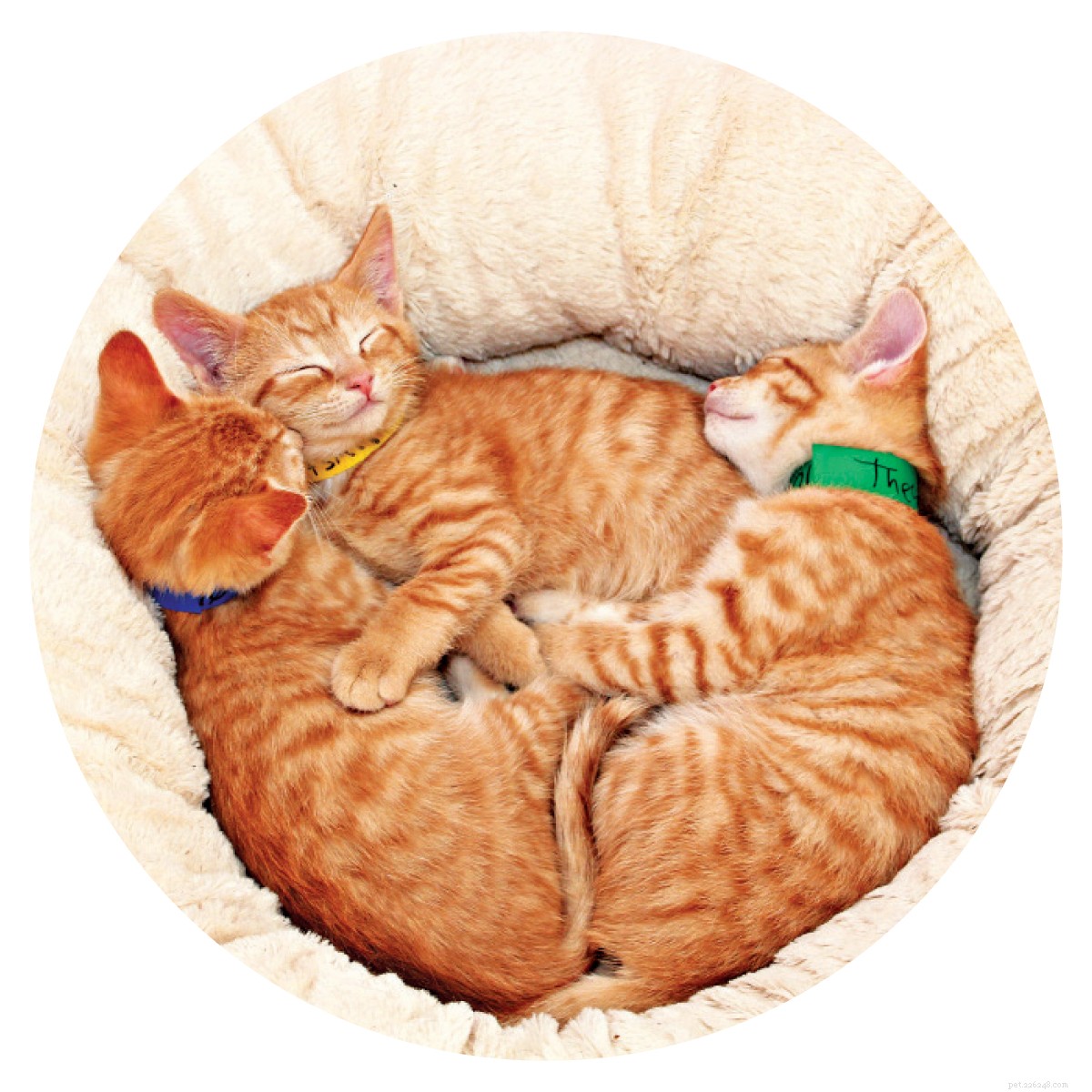 Cat Cafés: A Global Trend for Feline-Friendly Coffee Experiences