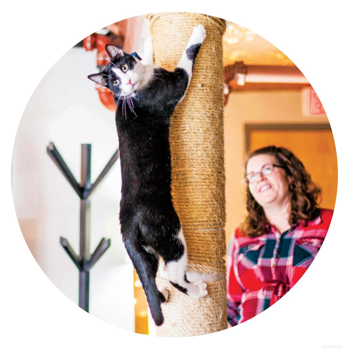 Cat Cafés: A Global Trend for Feline-Friendly Coffee Experiences