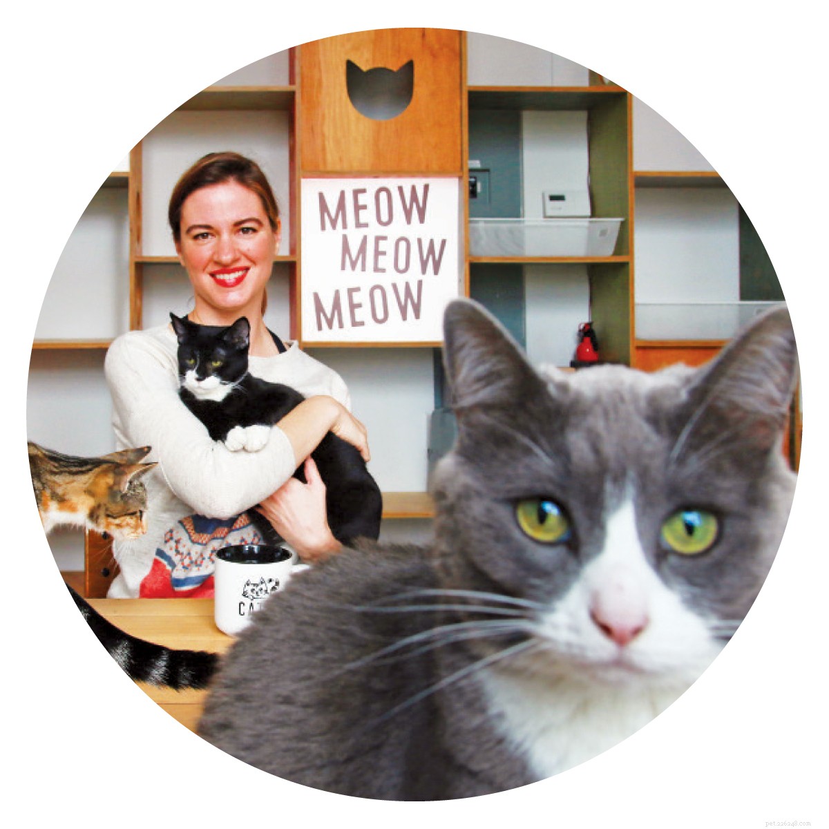 Cat Cafés: A Global Trend for Feline-Friendly Coffee Experiences