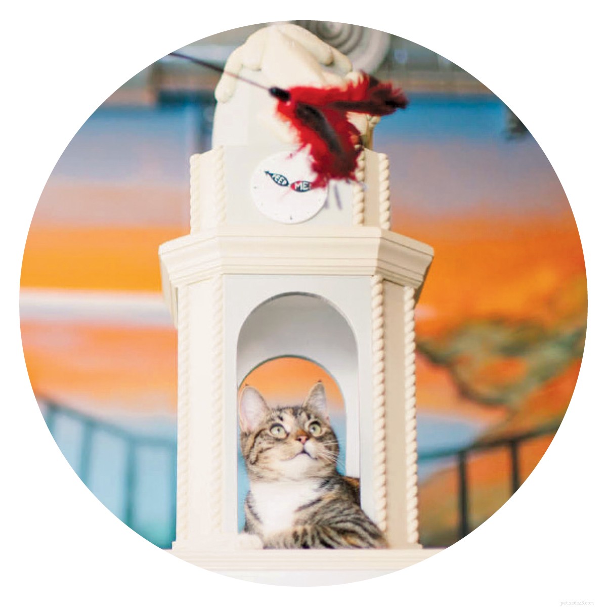 Cat Cafés: A Global Trend for Feline-Friendly Coffee Experiences