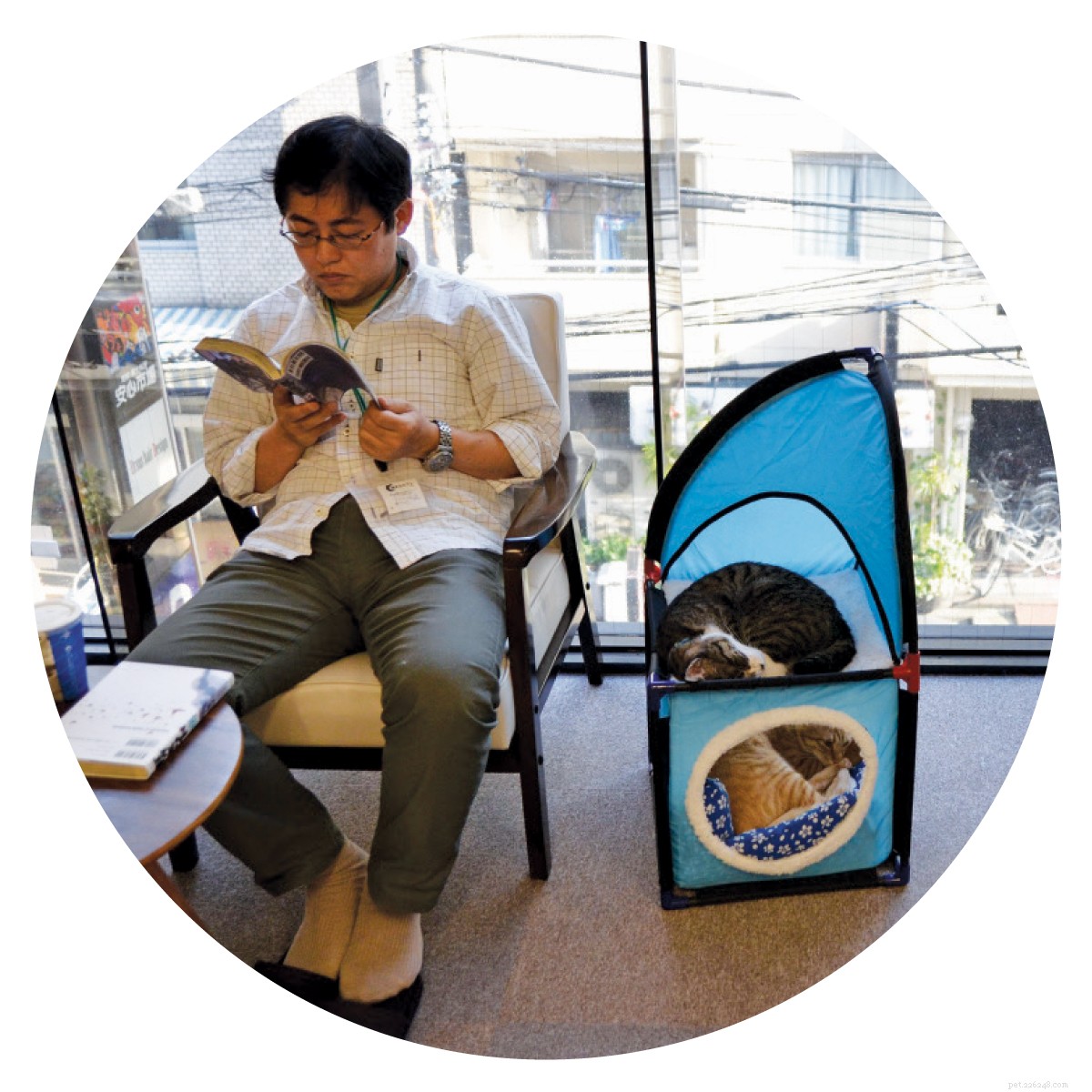 Cat Cafés: A Global Trend for Feline-Friendly Coffee Experiences
