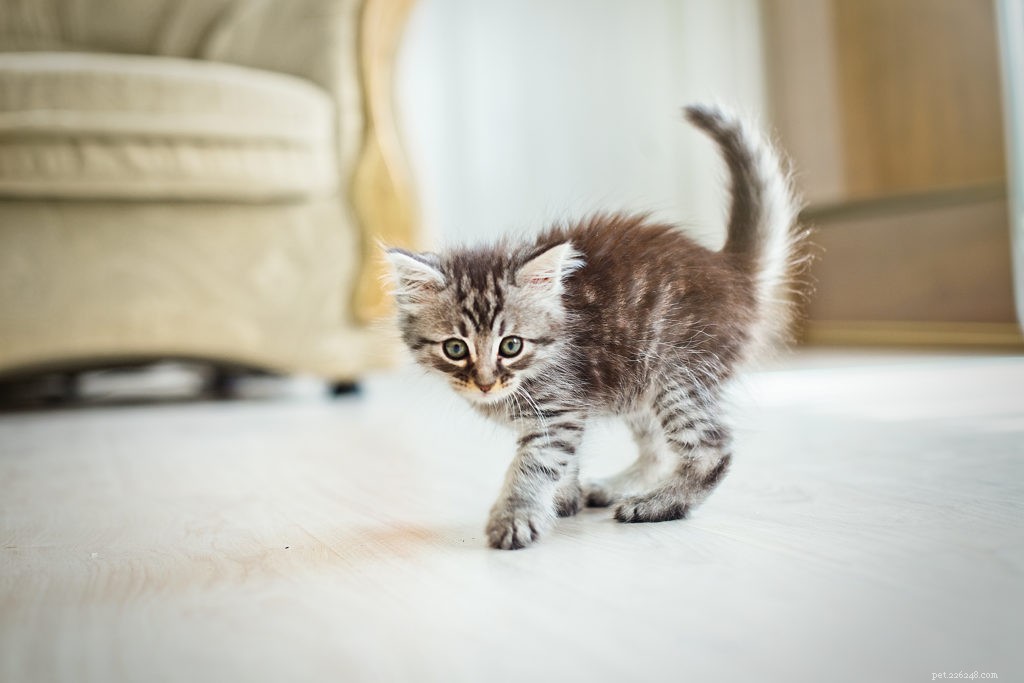 Expert Tips to Calm Your Cat During Thunderstorms