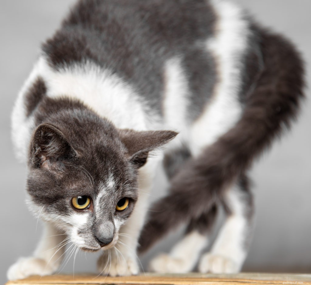 Expert Tips to Calm Your Cat During Thunderstorms