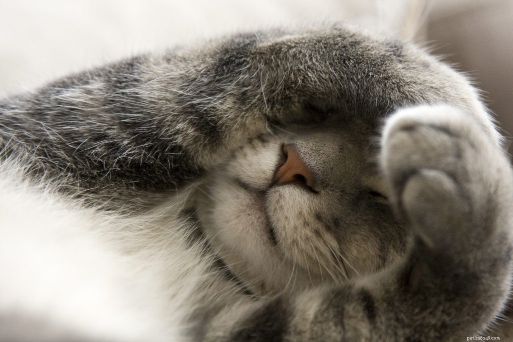 Expert Tips to Calm Your Cat During Thunderstorms