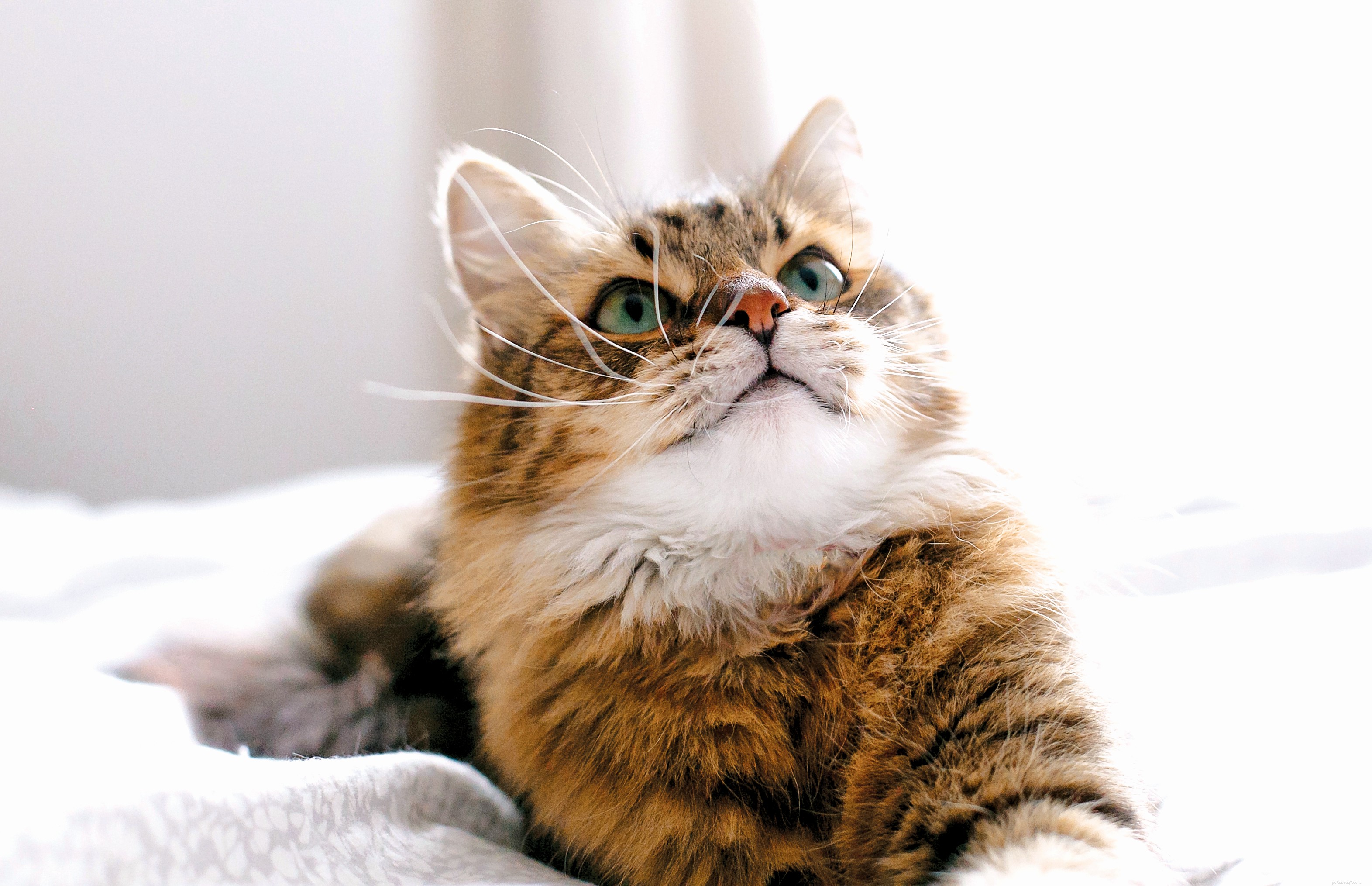 Is Cat CBD a Trusted Solution for Your Pet’s Health?