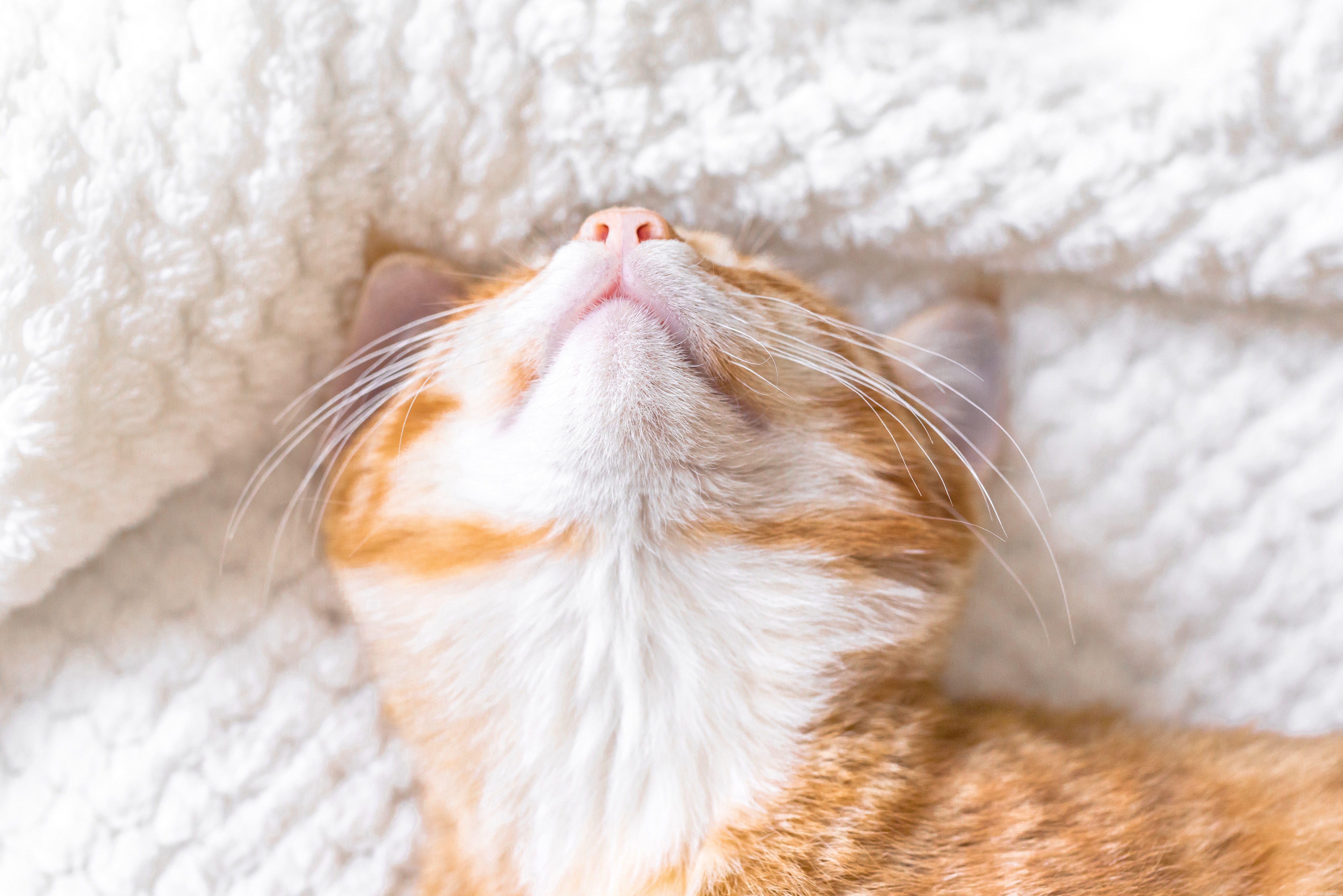 Is Cat CBD a Trusted Solution for Your Pet’s Health?