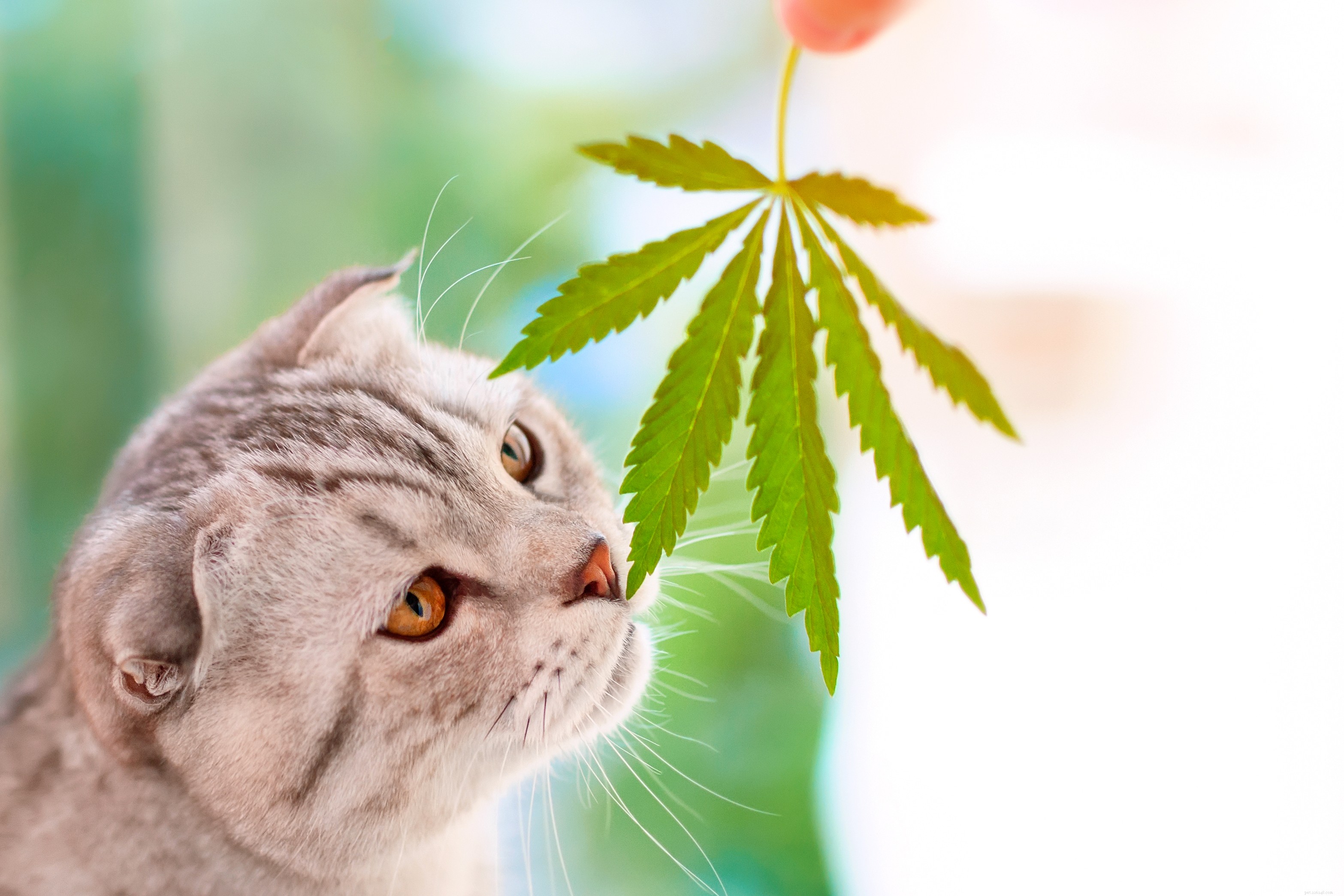 Is Cat CBD a Trusted Solution for Your Pet’s Health?