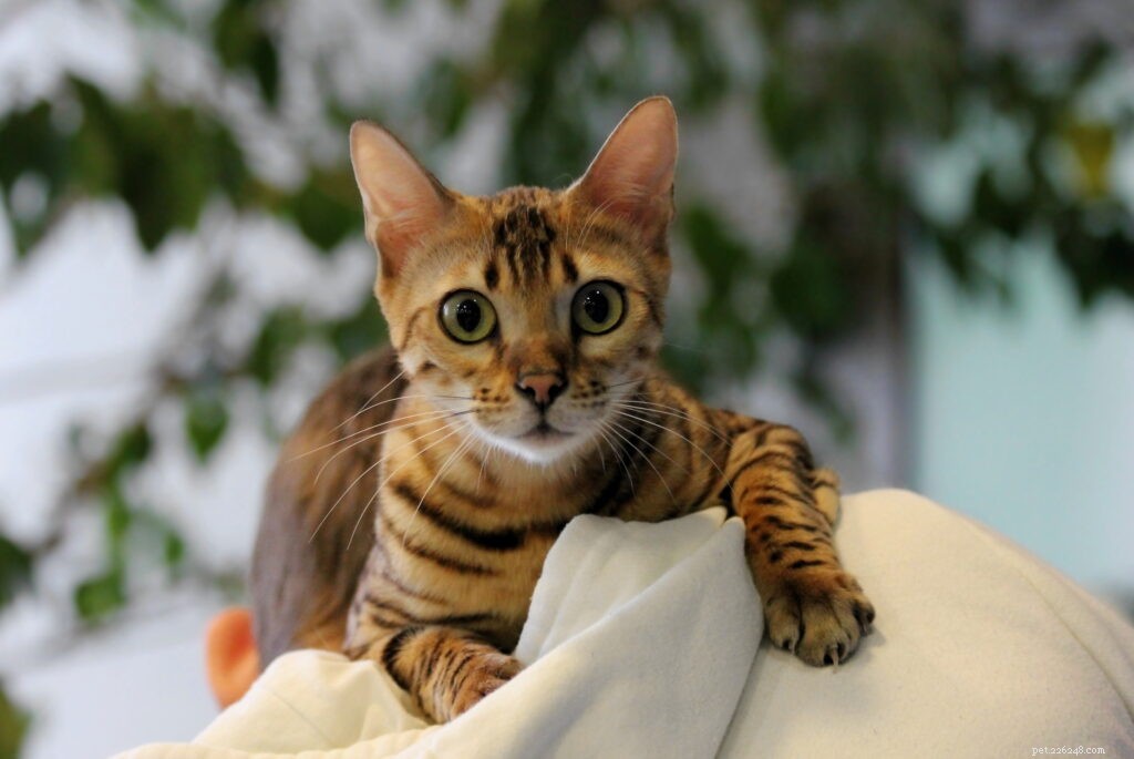 Keeping Your Cat Calm During Fireworks: Expert Tips