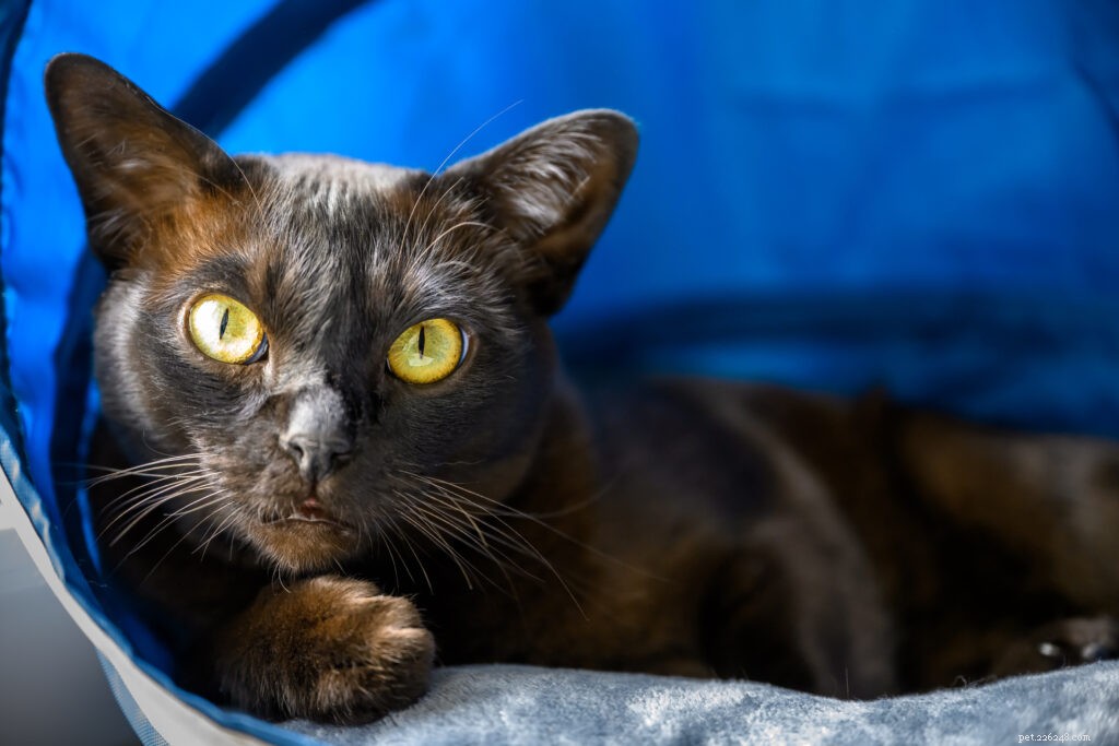 Keeping Your Cat Calm During Fireworks: Expert Tips