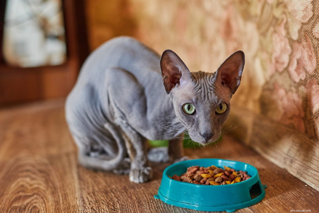 Understanding Hyperthyroidism in Cats: Symptoms, Diagnosis, and Care