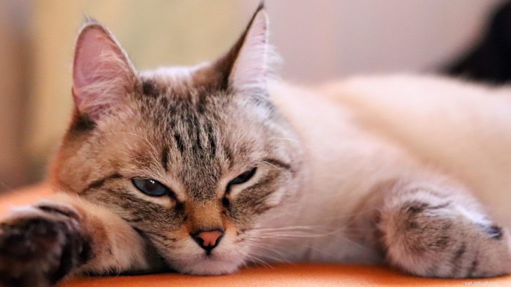 Understanding Hyperthyroidism in Cats: Symptoms, Diagnosis, and Care