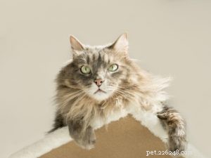 Veterinarian-Approved Tips for Extending Your Senior Cat s Life