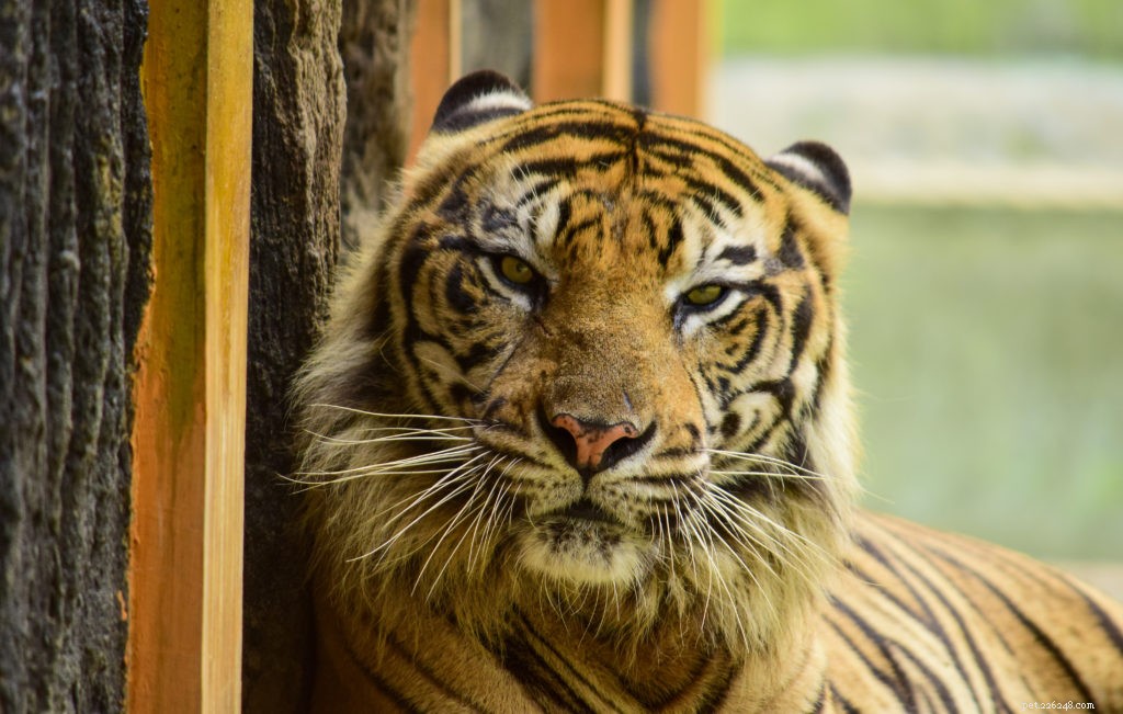 Can Pets Transmit COVID‑19? Expert Insights on the Risks