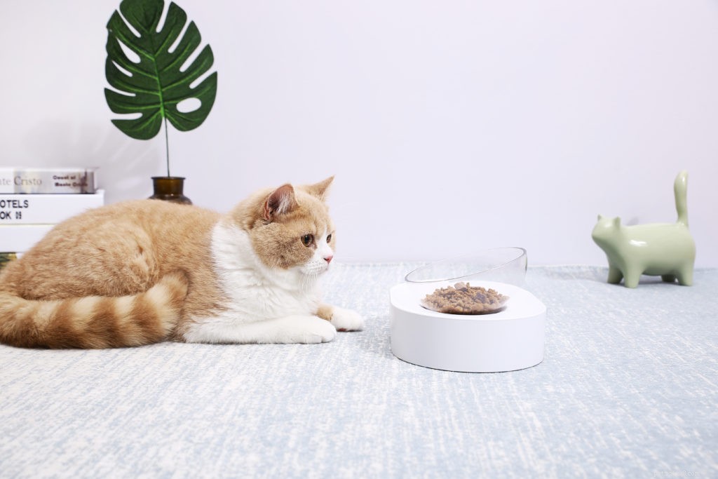 2020 Holiday Gift Guide for Cat Owners: Smart Litter, Wellness & More