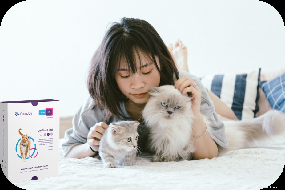 2020 Holiday Gift Guide for Cat Owners: Smart Litter, Wellness & More