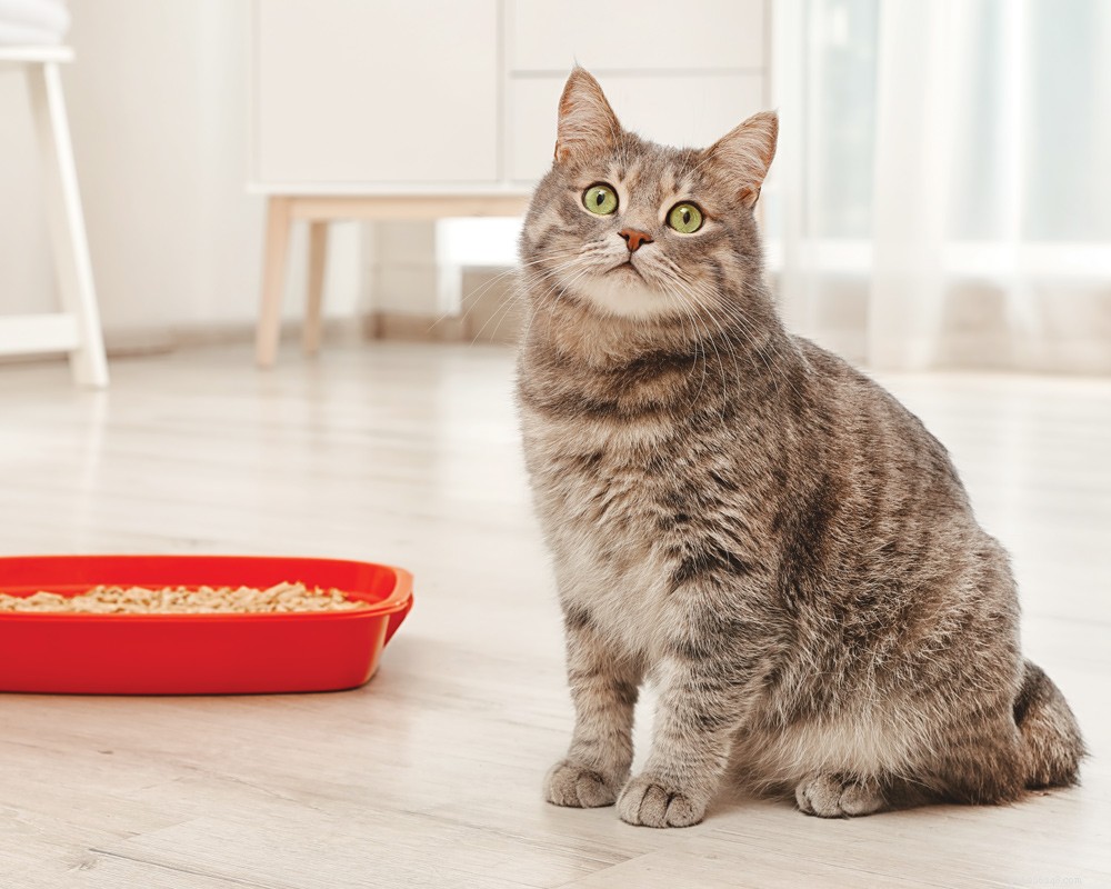 Is Your Cat’s Strange Behavior a Medical Problem? Learn the Signs.