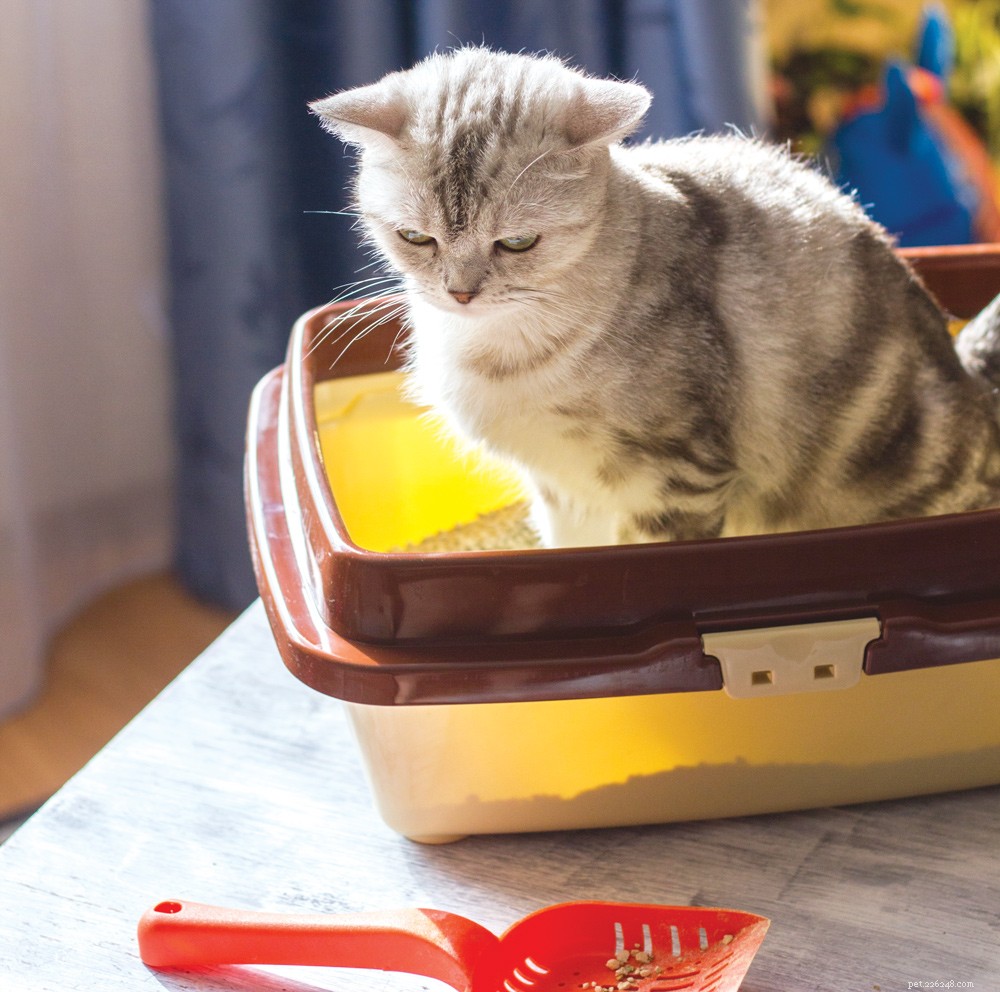 Is Your Cat’s Strange Behavior a Medical Problem? Learn the Signs.