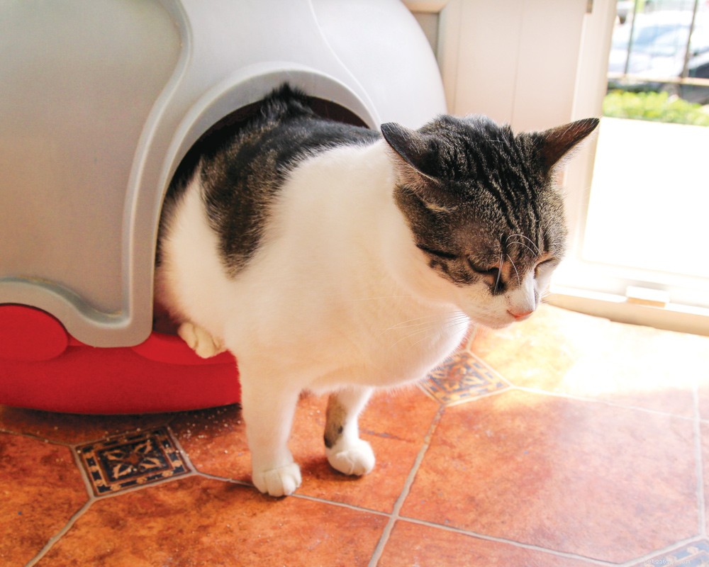 Is Your Cat’s Strange Behavior a Medical Problem? Learn the Signs.