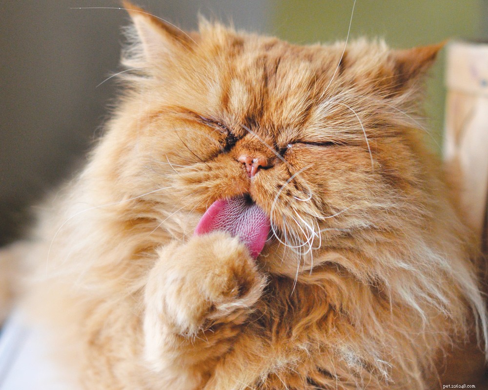 Is Your Cat’s Strange Behavior a Medical Problem? Learn the Signs.