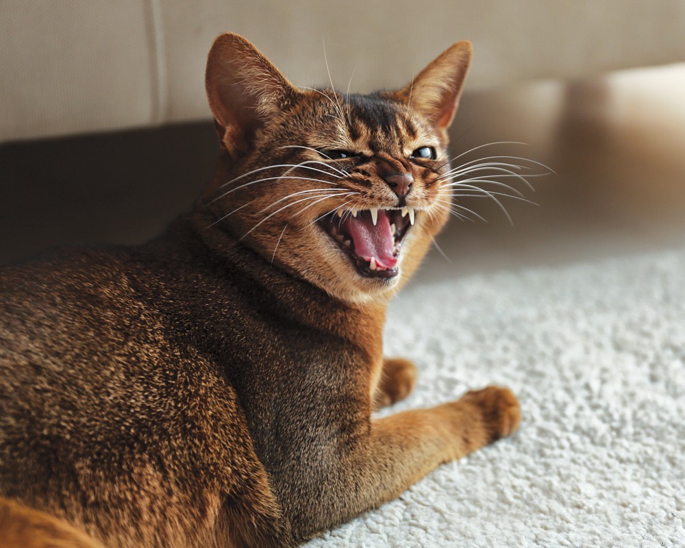 Is Your Cat’s Strange Behavior a Medical Problem? Learn the Signs.